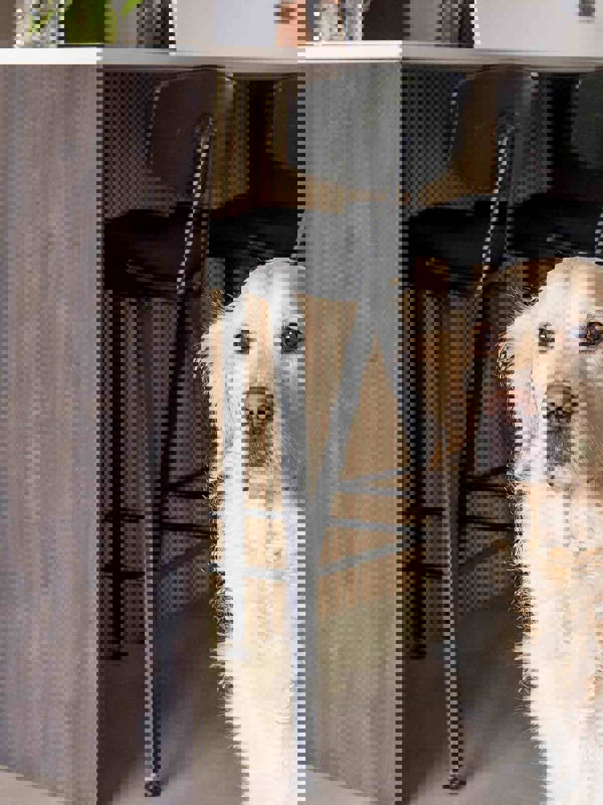 Familie de Jong uit Veenendaal